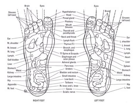 31 Printable Foot Reflexology Charts & Maps ᐅ TemplateLab