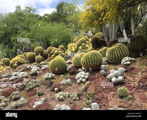 Cactus garden, Pasadena, California Stock Photo - Alamy