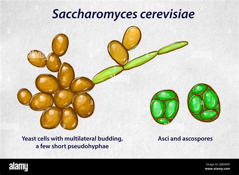 Saccharomyces cerevisiae yeast, illustration Stock Photo - Alamy