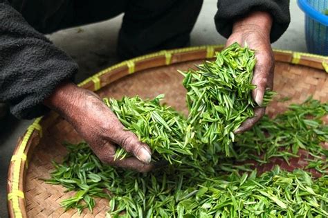 Best Loose Leaf Tea in the UK - Naturaler