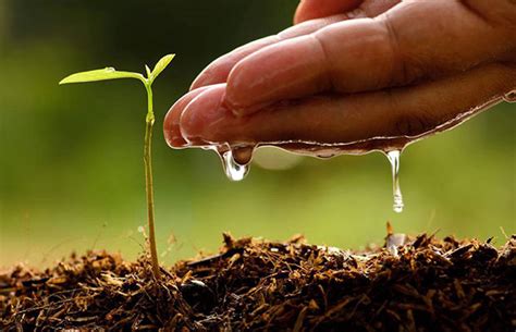 Magenta Power Launches ‘Grow Green’ Initiative for Sapling Plantation