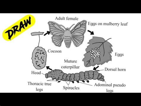 Silk Moth Life Cycle