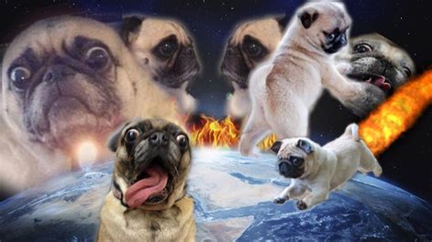 Pin on Pug funny