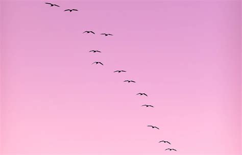 Migration patterns of birds explained - ICG