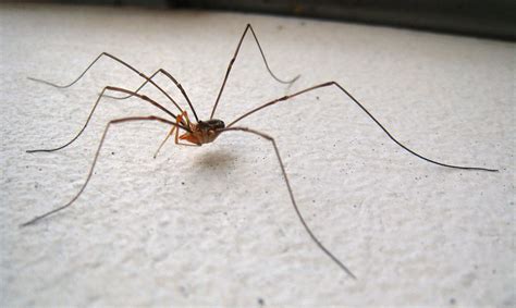 Daddy Long-Legs Spider (Harvestman)