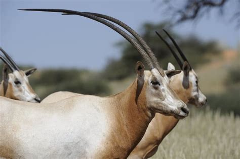 Top 16 Most Elegant Antelope in Africa