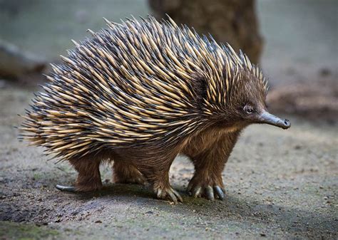 Los Angeles Zoo and Botanical Gardens Los Angeles Zoo and Botanical ...