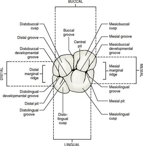 Occlusal Anatomy - Home | Facebook