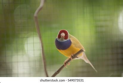 Gouldian Finch Stock Photo 549073531 | Shutterstock