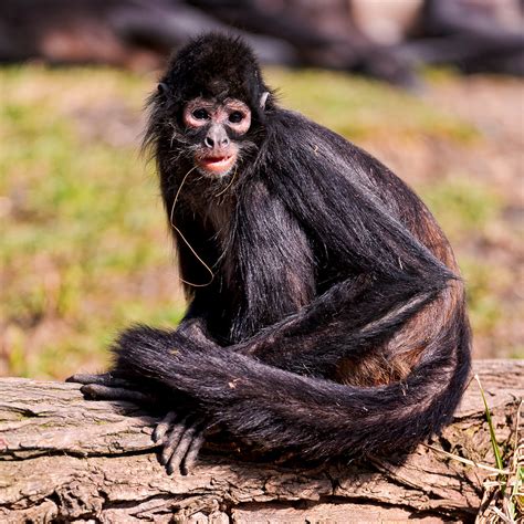 Black spider monkey | One of the spider monkeys of the Pragu… | Flickr