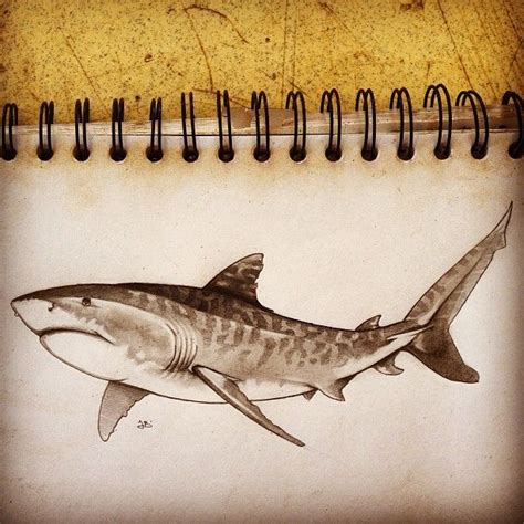 Tiger Shark - Perfect for Tattoo | Shark tattoos, Ocean tattoos, Shark drawing