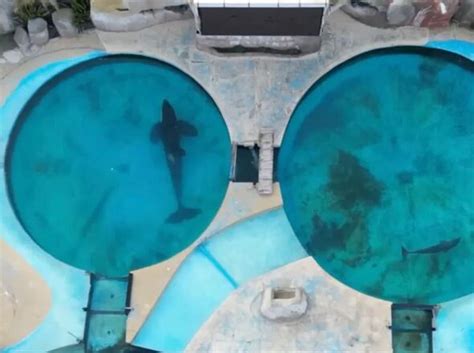 World's loneliest orca Kshamenk is stuck in a tiny pool - US News - News - Daily Express US