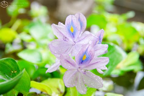 Water hyacinth 02 | Phi Trieu Photography