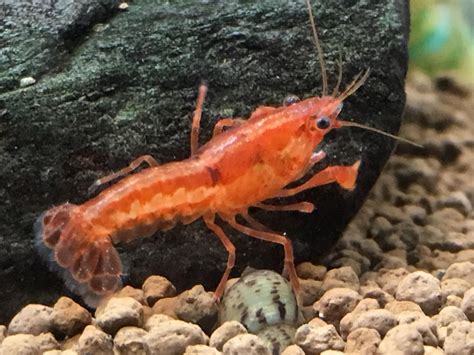 Dwarf Orange Lobster : r/Aquariums