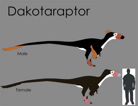 Dakotaraptor Size Comparison by LouJunior on DeviantArt