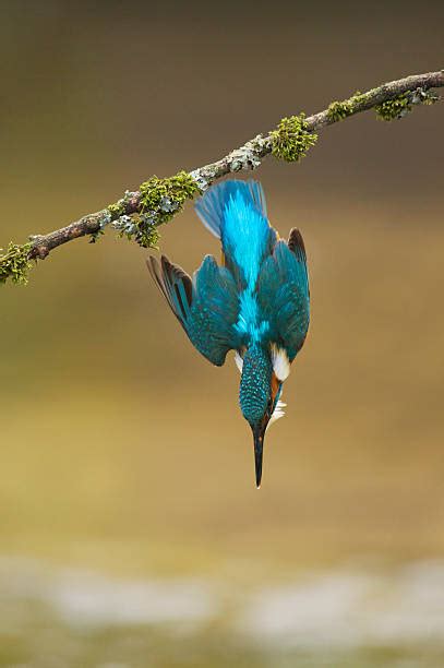 1,200+ Kingfisher Diving Into Water Stock Photos, Pictures & Royalty-Free Images - iStock