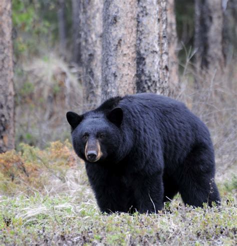 American black bear – Bear Conservation