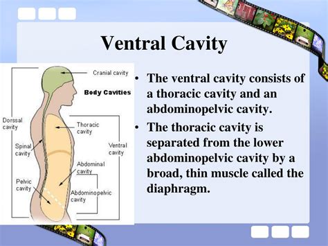 Ventral Body Cavity Diagram