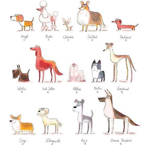 an illustrated guide to the different breeds of dogs