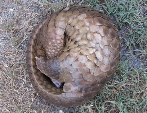 Uncovered: Bali's Last Pangolins :: ANNAMITICUS