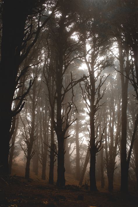 Foggy forest, trees and animals on Behance