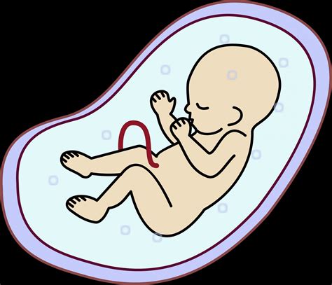 Baby In Womb Clipart | Free download on ClipArtMag