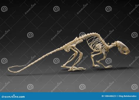 Mouse Skeleton Stock Images - Download 63 Royalty Free Photos