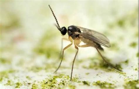 14 Types of Gnats And How To Identify Them - Mississippi Greens