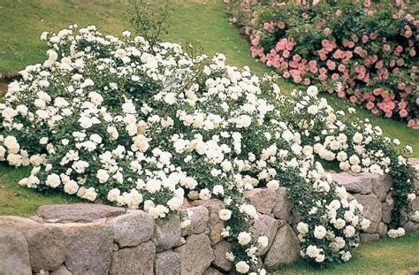 Rosa 'White Meidiland' Ground Cover - Hello Hello Plants