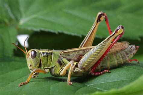 grasshopper, Insect Wallpapers HD / Desktop and Mobile Backgrounds