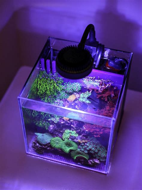 SaltyGallon's 1 Gallon All-In-One Pico Reef - April 2021 Featured Reef ...