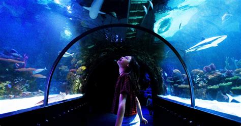 Shreveport Aquarium owes $29K in taxes to Bossier Parish, lawsuit alleges