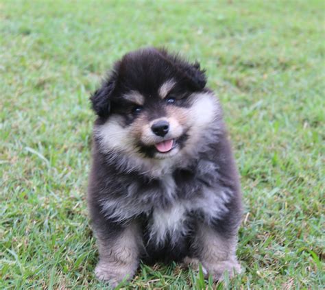 Finnish Lapphund puppy Orical Kennels- Australia www.orical.com.au | Dogs, Dog breeds, Best dog toys