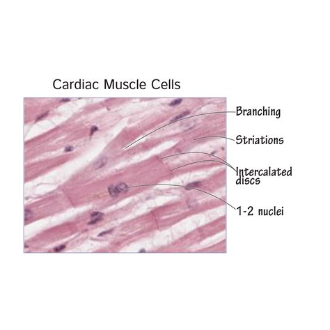 Simple Cardiac Muscle Cell Diagram - bmp-tips