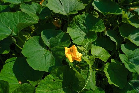 Pumpkin plant care: how to care for pumpkins - Plantura