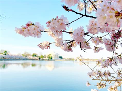 Cherry Blossom Tree