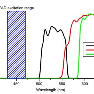 6-1: MitoSOX optical properties as compared with FAD autofluorescence ...