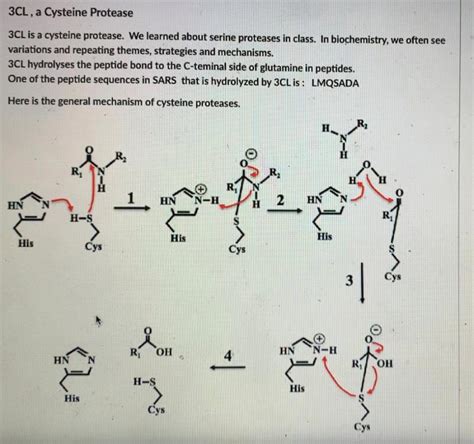 Solved 65. what amino acid in the serine protease mechanism | Chegg.com