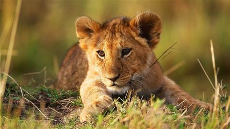 Lionceau - VOYAGE ONIRIQUE | Animal wallpaper, Animals, Lion cub