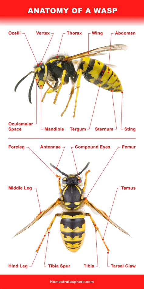 Body Parts Of A Wasp