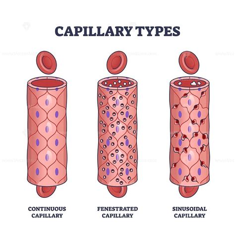 Capillary types with continuous, fenestrated and sinusoidal outline diagram - VectorMine