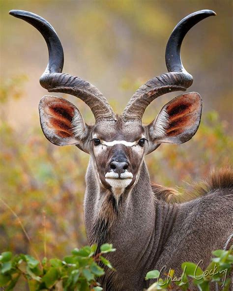 Majestic! Isn't it? A Kudu Bull Photo by @chadcocking #kudu #kudus #kudubull #antelopes ...