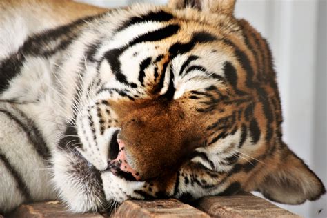 Sleeping Tiger Free Stock Photo - Public Domain Pictures