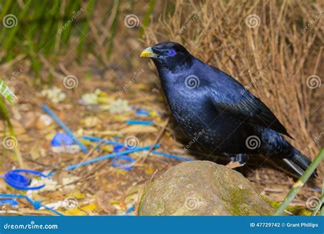 Satin Bowerbird at His Bower Stock Photo - Image of nature, blue: 47729742