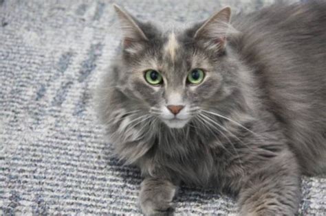 Adult Female Cat - Domestic Long Hair-gray Tortoiseshell: "Lua" for sale in Drumheller, Alberta ...