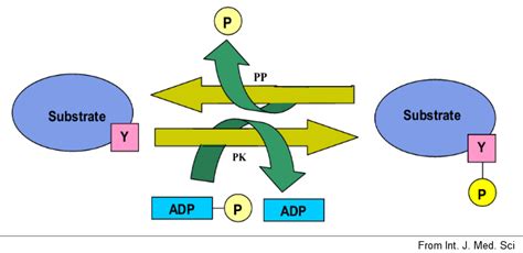 Tyrosine Kinase-enzyme