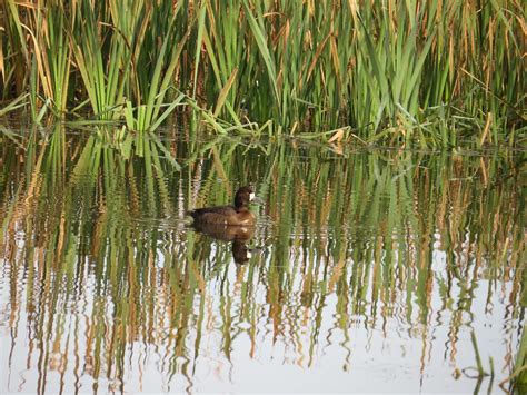 Habitat, Humboldt Bay National Wildlife Refuge | Dianne Fristrom | Flickr