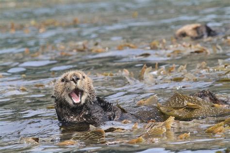 California Sea Otters Get Reprieve - The Santa Barbara Independent