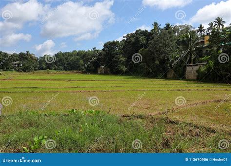 Rice Terraces and Rice Cultivation in Sri Lanka Stock Photo - Image of ...