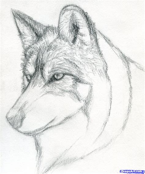 How To Draw A Wolf Head, Mexican Wolf, Step by Step, Drawing Guide, by ...